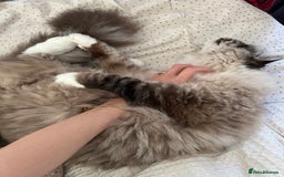 Ragdoll cats for sale: Male 6 year old Tabby Lynx Ragdoll cat - Image 6