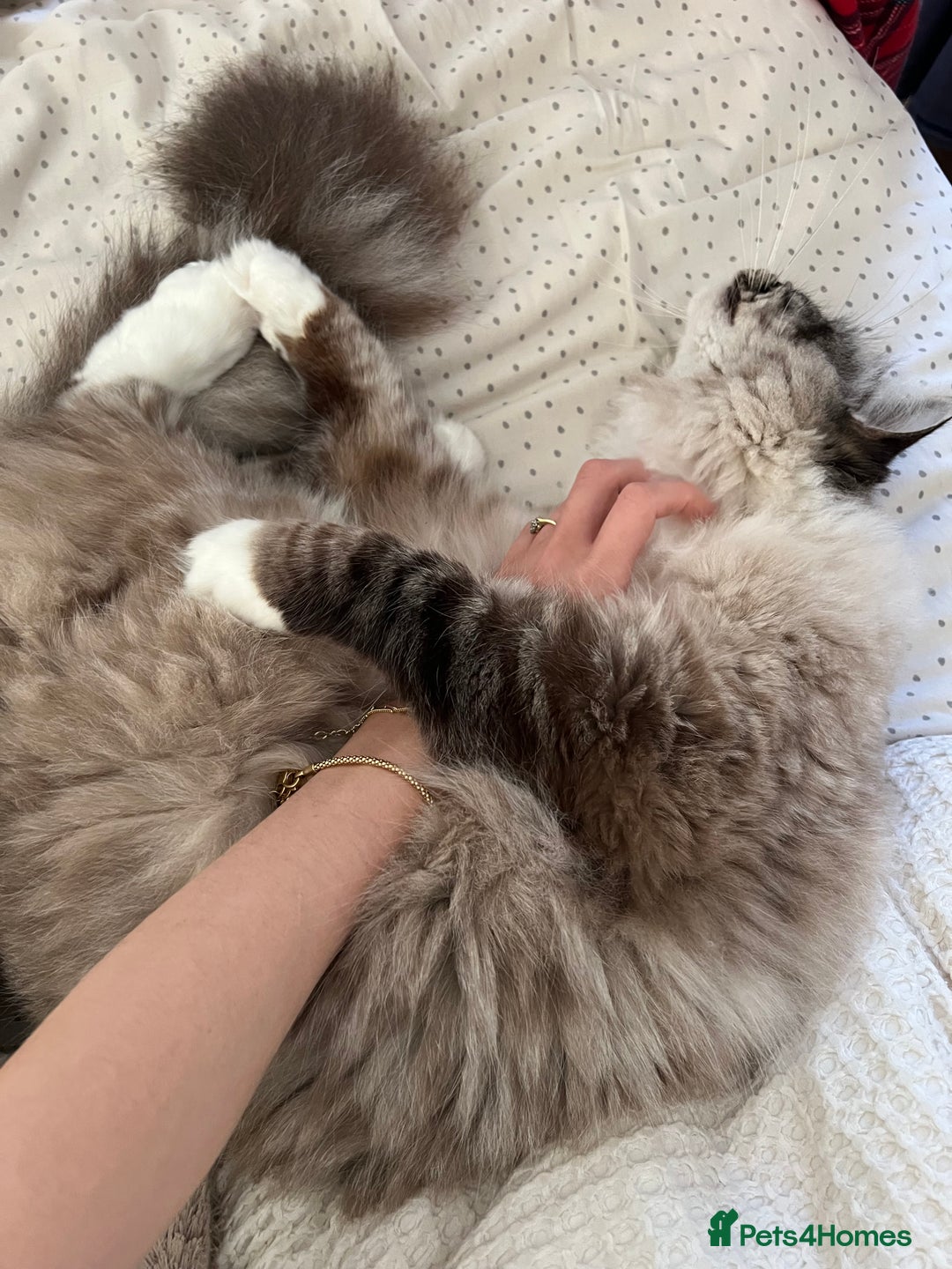 Ragdoll cats for sale: Male 6 year old Tabby Lynx Ragdoll cat - Image 6