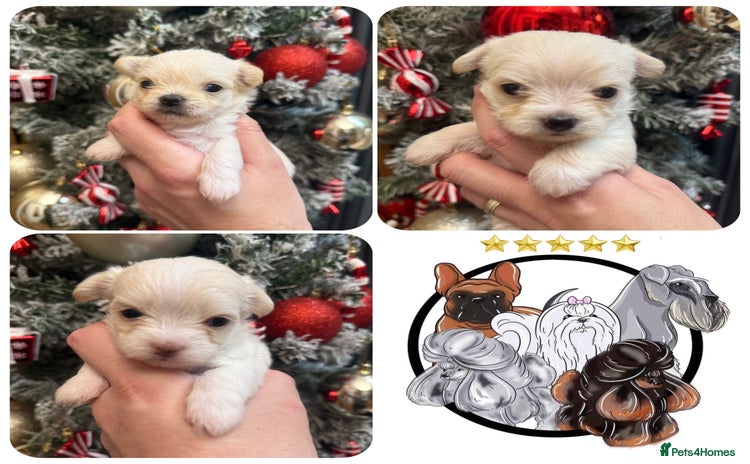 Mixed Breed dogs OUTSTANDING TINY GIRL MALCHIS - Advert 2