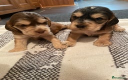 Cocker Spaniel dogs for sale: ⭐️ Stunning Show-Type Cocker Spaniel Puppies ⭐️ - Image 1
