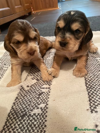 Cocker Spaniel dogs - Advert 2