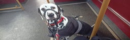 Dalmatian dogs for sale: Dalmatian puppies for sale - Advert 7