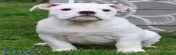 English Bulldog dogs for sale: KC Registered English Bulldog Puppies 🐾 - Advert 4