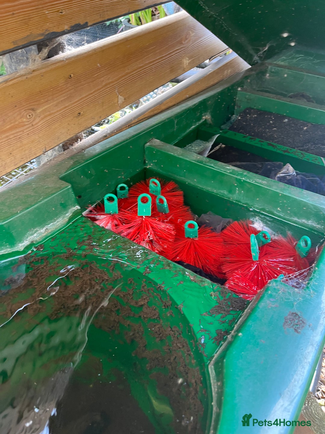 Koi Carp fish for sale: pond fish - Image 3