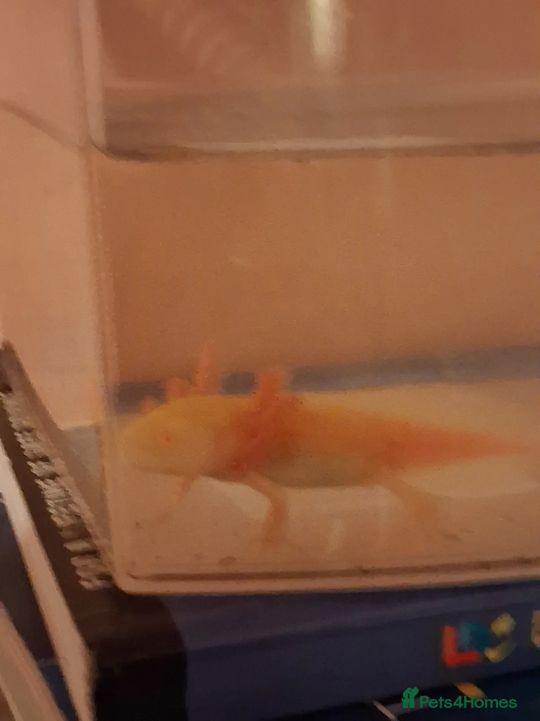 Axolotl reptiles for sale: Golden Albino Axolotl baby - Advert 2