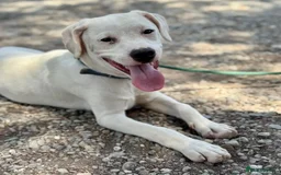 Mixed Breed dogs for adoption: Aspen (deaf but determined!) - Image 14