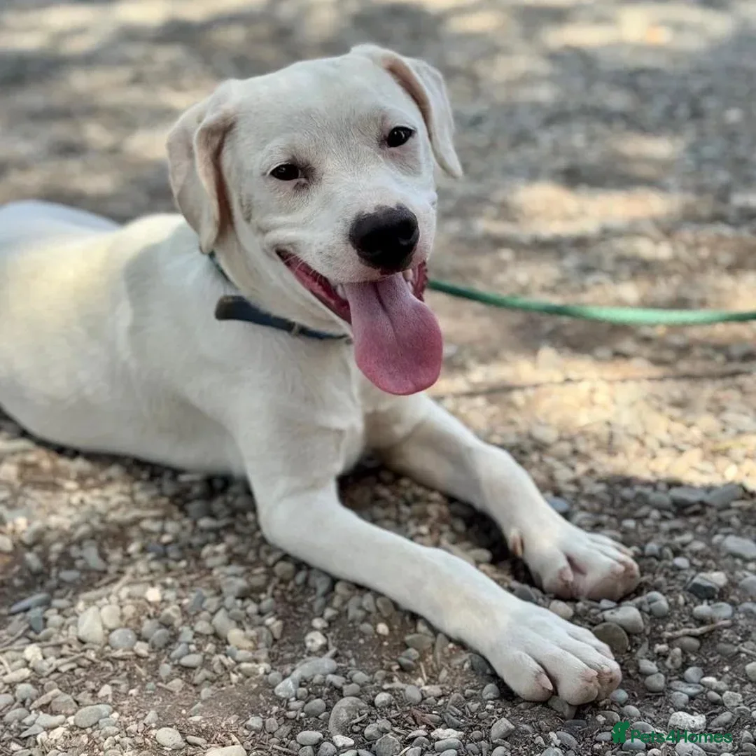 Mixed Breed dogs for adoption: Aspen (deaf but determined!) - Image 14