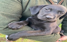 Labrador Retriever dogs for sale: 3 black labrador puppies  - Image 7