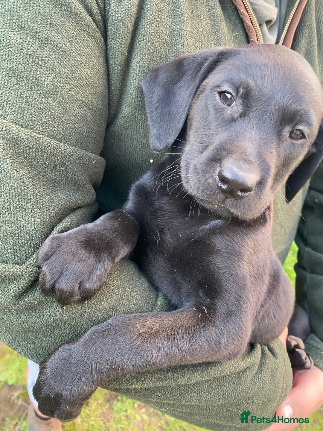 Labrador Retriever dogs for sale: 3 black labrador puppies  - Image 7