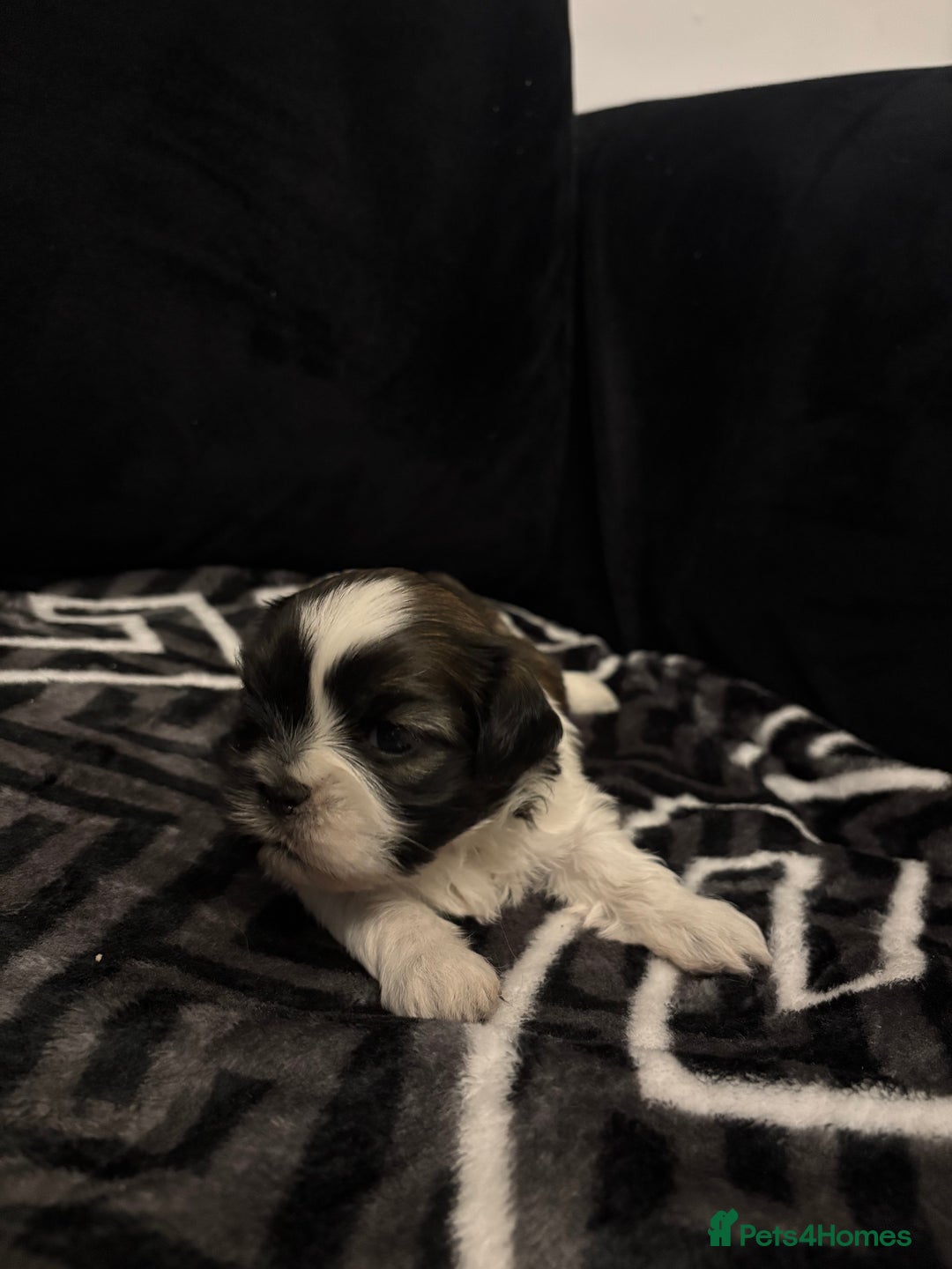 Shih Tzu dogs for sale: 2 female Shih Tzu puppies  - Advert 25