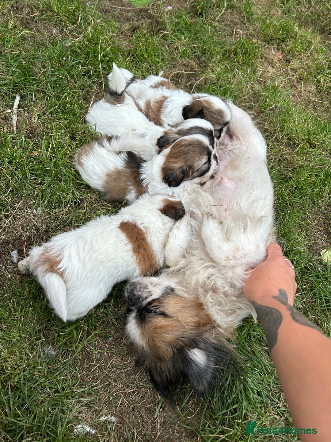 Shih Tzu dogs for sale: Beautiful shih Tzu puppies - Image 11