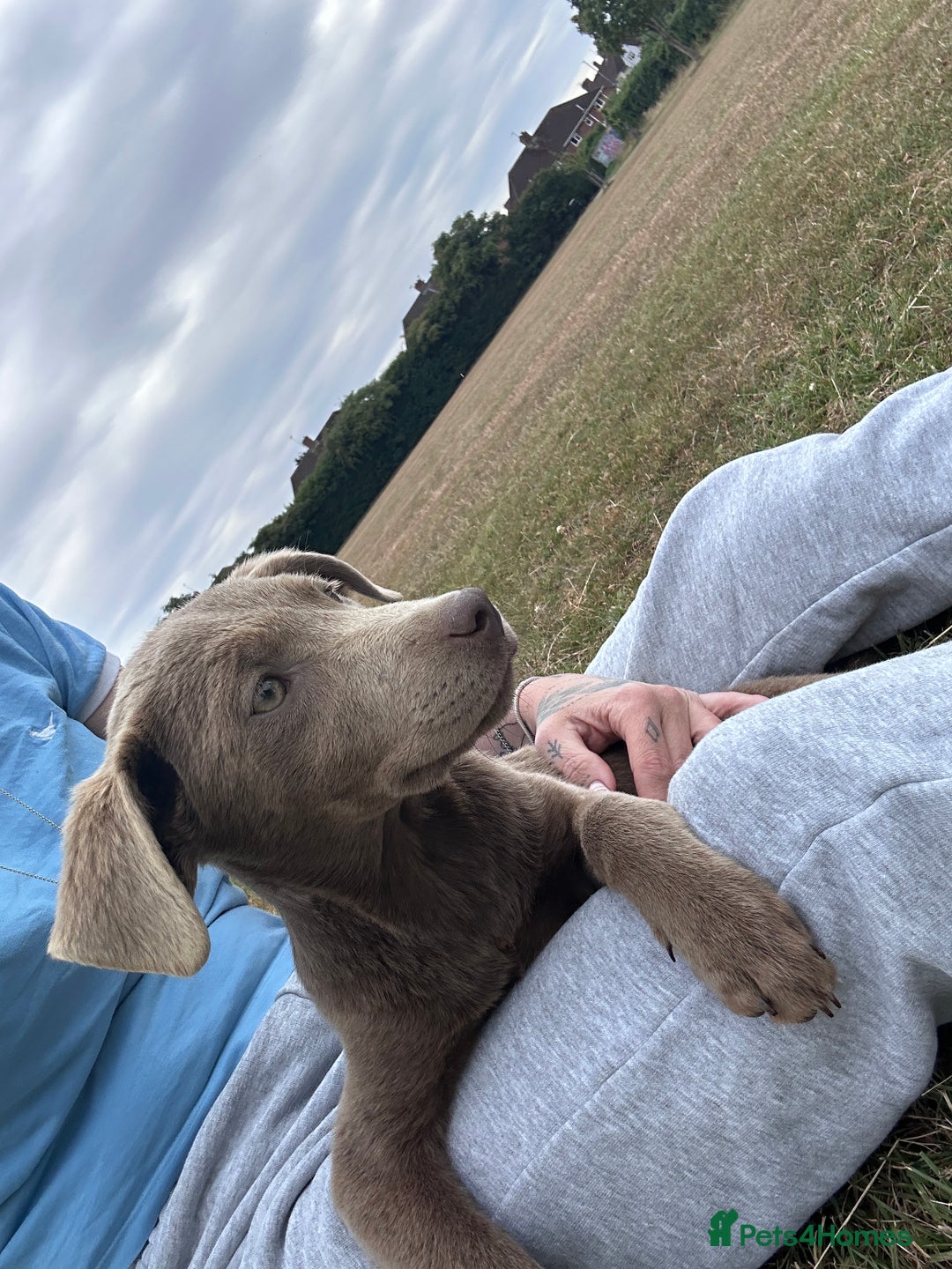 Labrador Retriever dogs for sale: Absolutely stunning charcoal/silver Labrador pups - Image 12