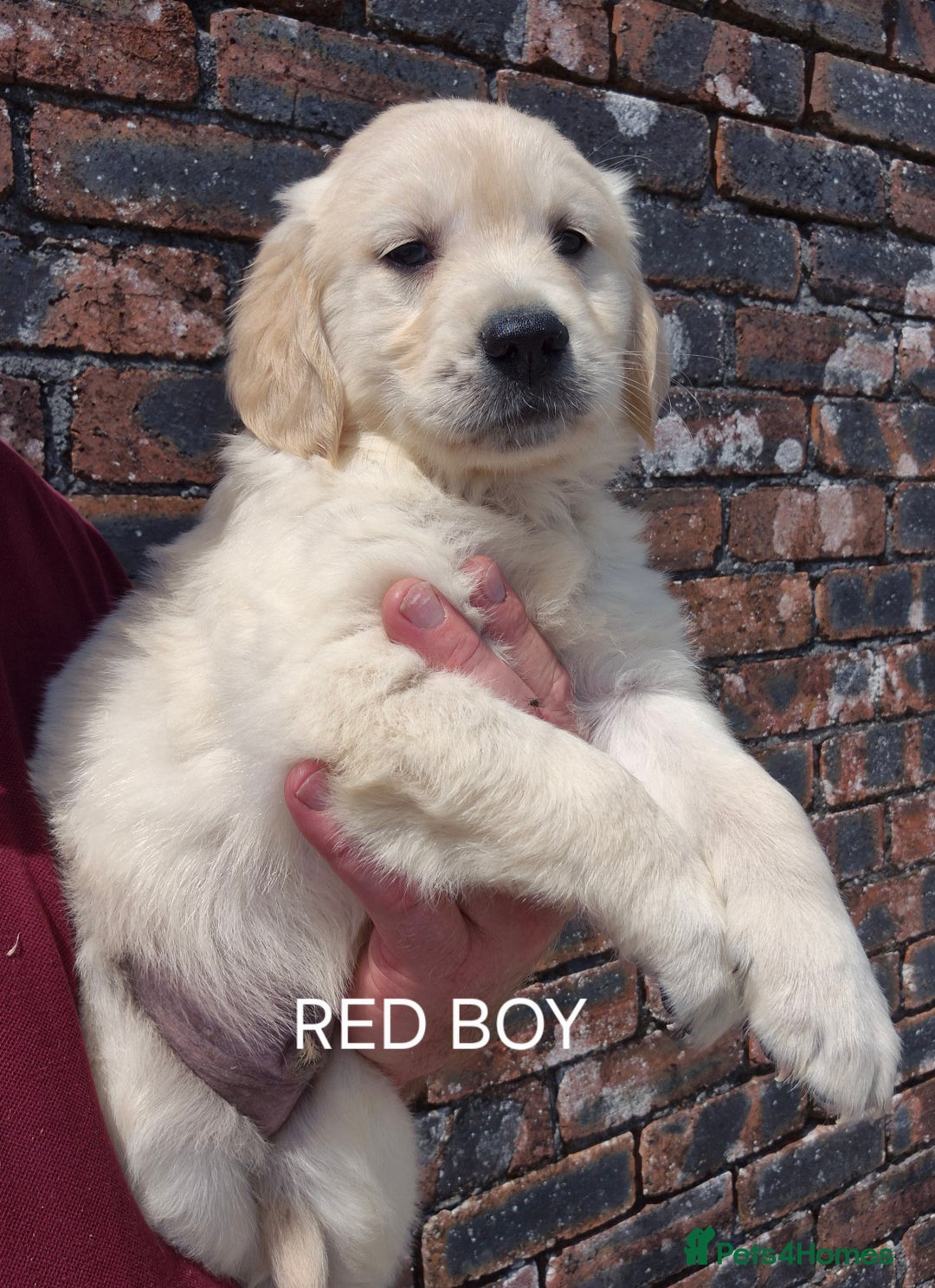 Golden Retriever dogs for sale: KC GOLDEN RETRIEVER PUPPIES  - Image 9