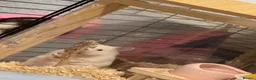 Hamster rodents for sale: Syrian hamster - Advert 2