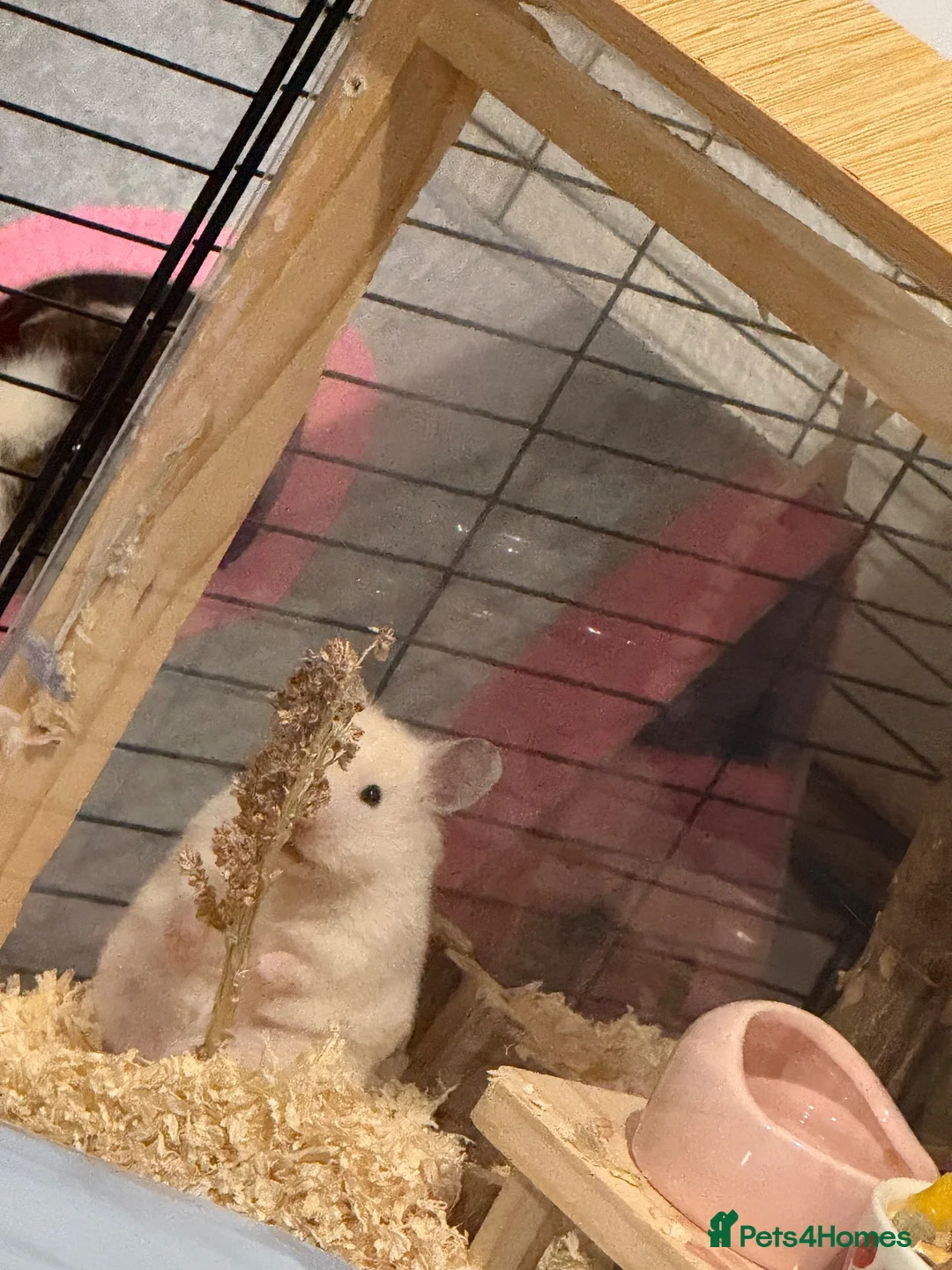 Hamster rodents for sale: Syrian hamster - Advert 2