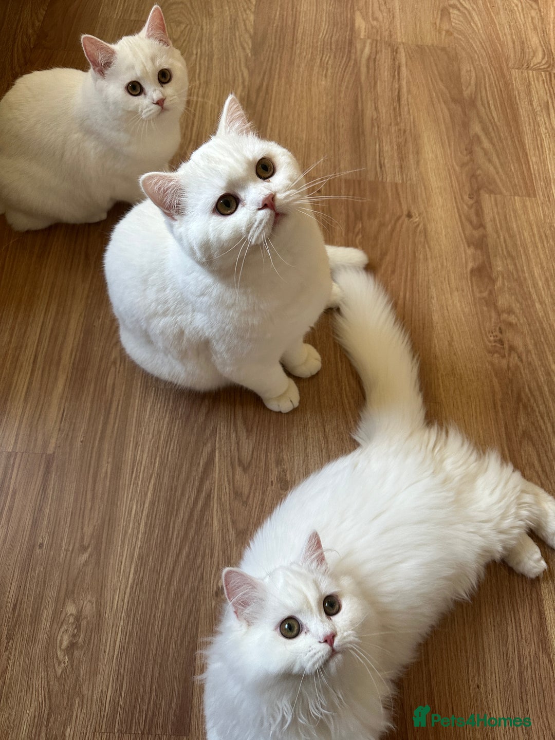 British Shorthair cats for sale: Gorgeous British Longhair & Shorthair Kittens - Advert 29