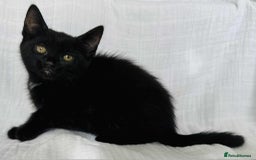 Mixed Breed cats for sale: Last black female left Turkish angora cross kitten - Image 15