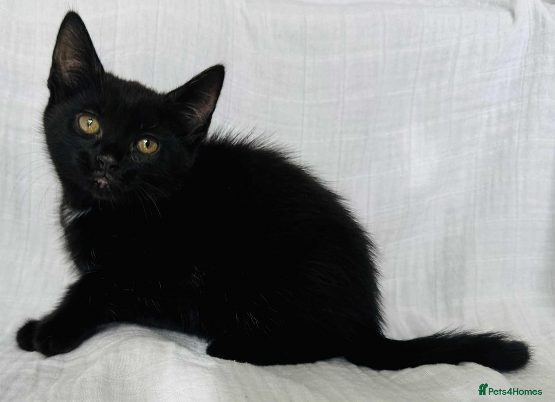 Mixed Breed cats for sale: Last black female left Turkish angora cross kitten - Image 15