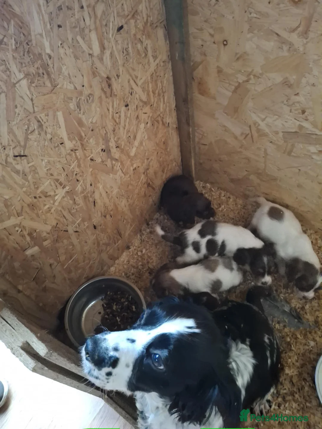 Cocker Spaniel dogs for sale: A beautiful litter of cocker spaniels  - Advert 10