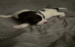 Sprocker dogs for sale: Gorgeous Sprocker Spaniel Puppies 🐶 - Image 11