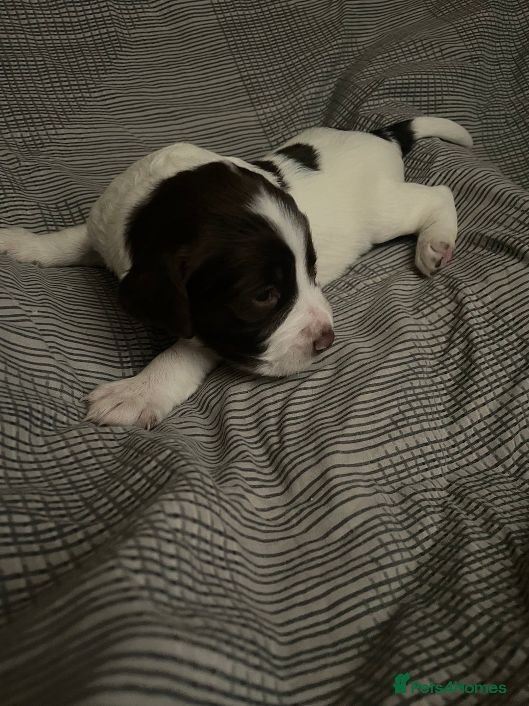 Sprocker dogs for sale: Gorgeous Sprocker Spaniel Puppies 🐶 - Image 11