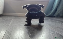 Staffordshire Bull Terrier dogs for sale: Kc Blue staffordshire bull terrier puppies - Image 7