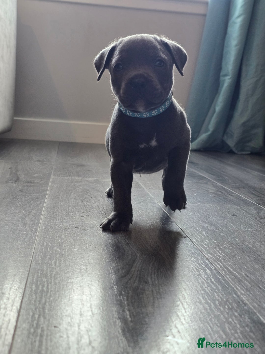 Staffordshire Bull Terrier dogs for sale: Kc Blue staffordshire bull terrier puppies - Image 7