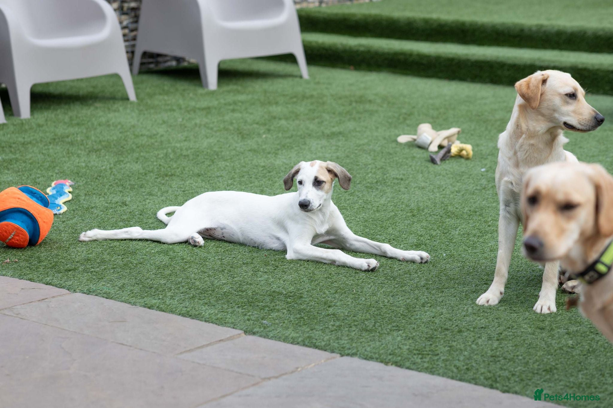Mixed Breed dogs Bubbly Blanca - Advert 2