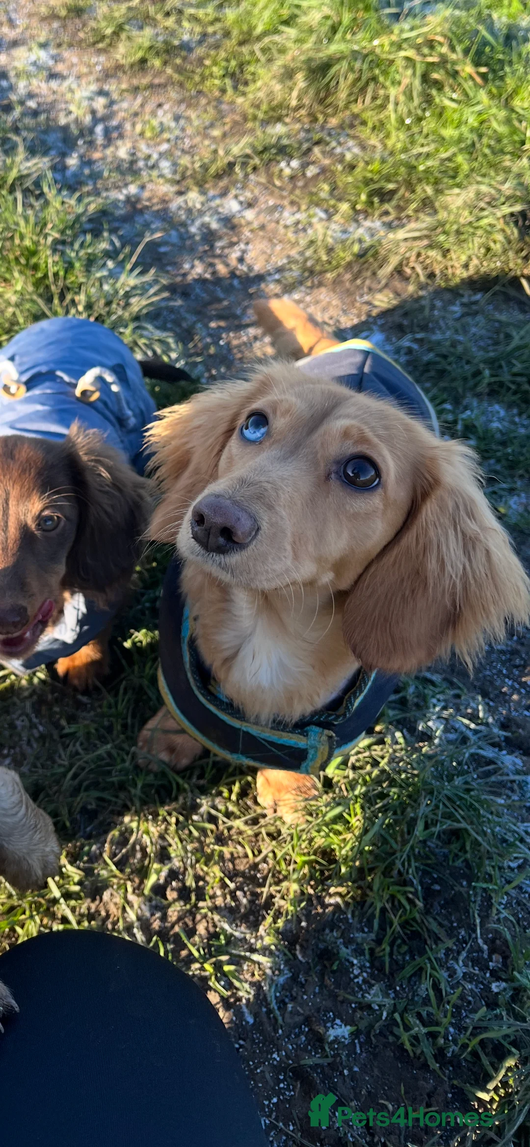 Miniature Dachshund dogs for sale: Mini long haired dachshund pups - Advert 22