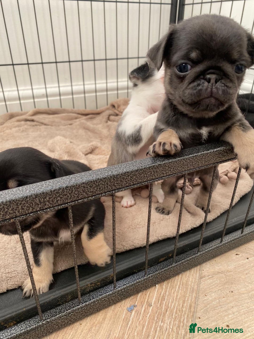 Pug dogs for sale: Puppy pugs! - Advert 8