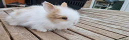 Lionhead rabbits for sale: Purebred Lionheads for sale - Advert 1