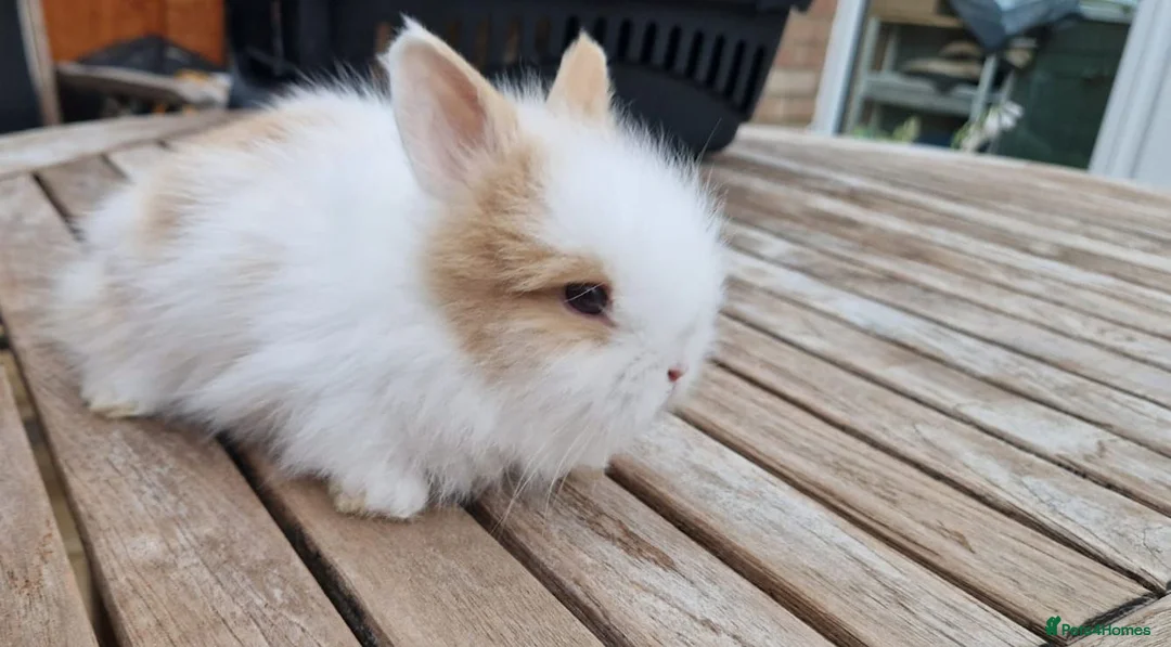 Lionhead rabbits for sale: Purebred Lionheads for sale - Advert 1