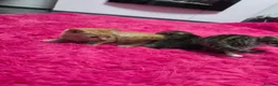 Mixed Breed cats for sale: Beautifull kittens ready to go  - Advert 31