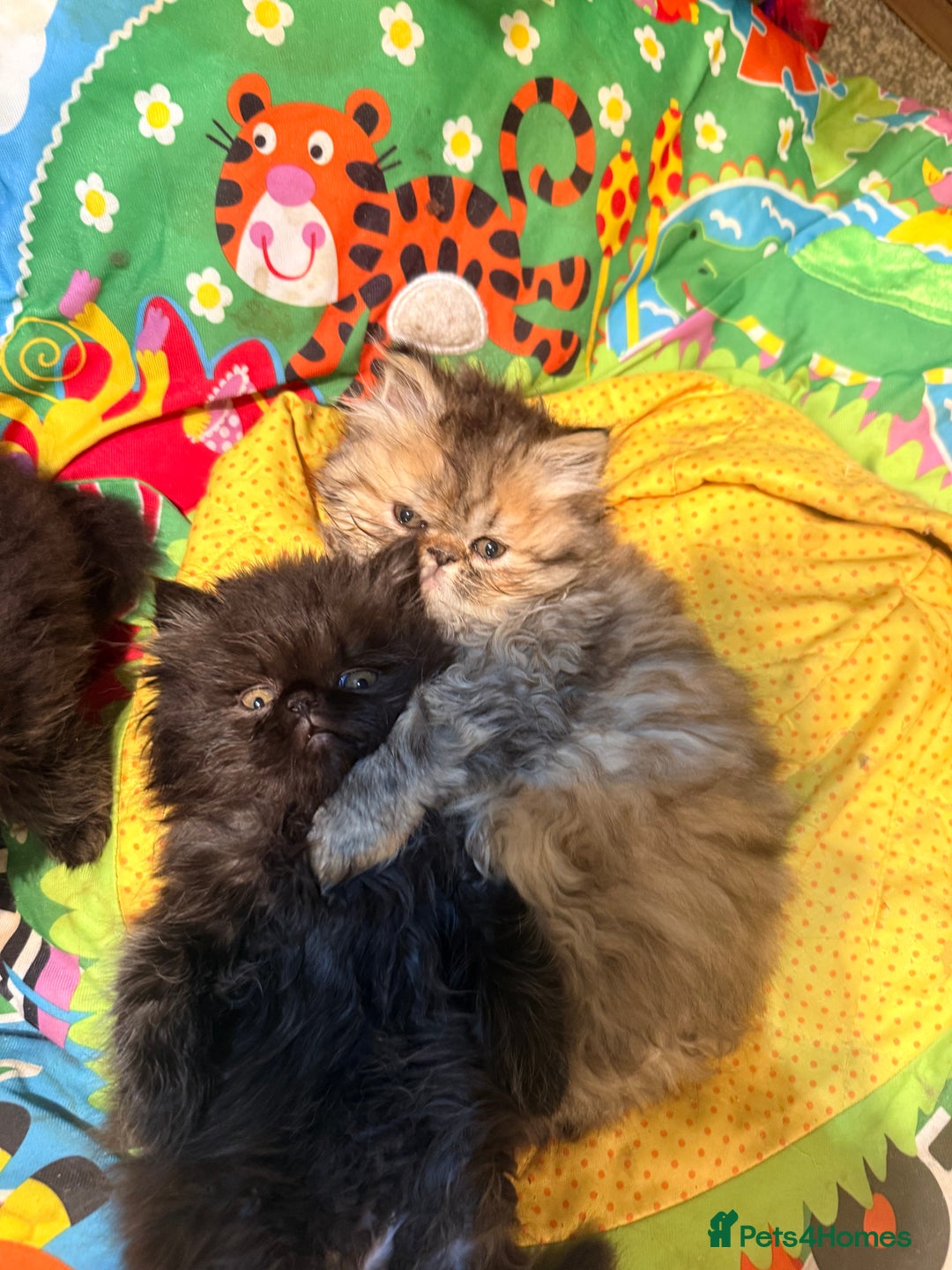 Persian cats for sale: Stunning GCCF reg Persians – Born Halloween 2025  - Advert 9