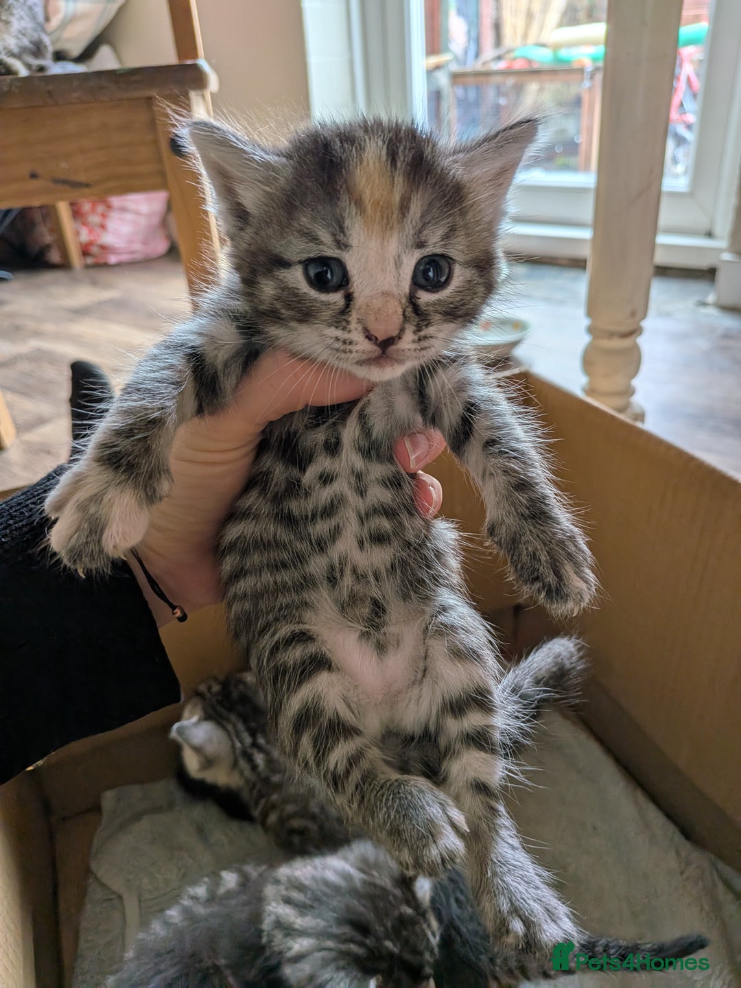 Domestic Shorthair cats for sale: Tabby and black kittens  - Image 13