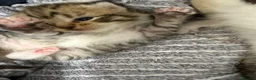 Mixed Breed cats for sale: Beautiful Bengal Cross Maine Coon Babies  - Advert 12