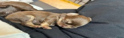 Chihuahua dogs for sale: 💗 One Beautiful Longhaired Chihuahua Puppy Girl  - Advert 10