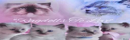 Ragdoll cats for sale: Champion bloodline Ragdoll kittens  in Mansfield - Advert 34