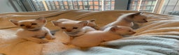 Tonkinese cats for sale: 5 Tonkinese kittens - Advert 3