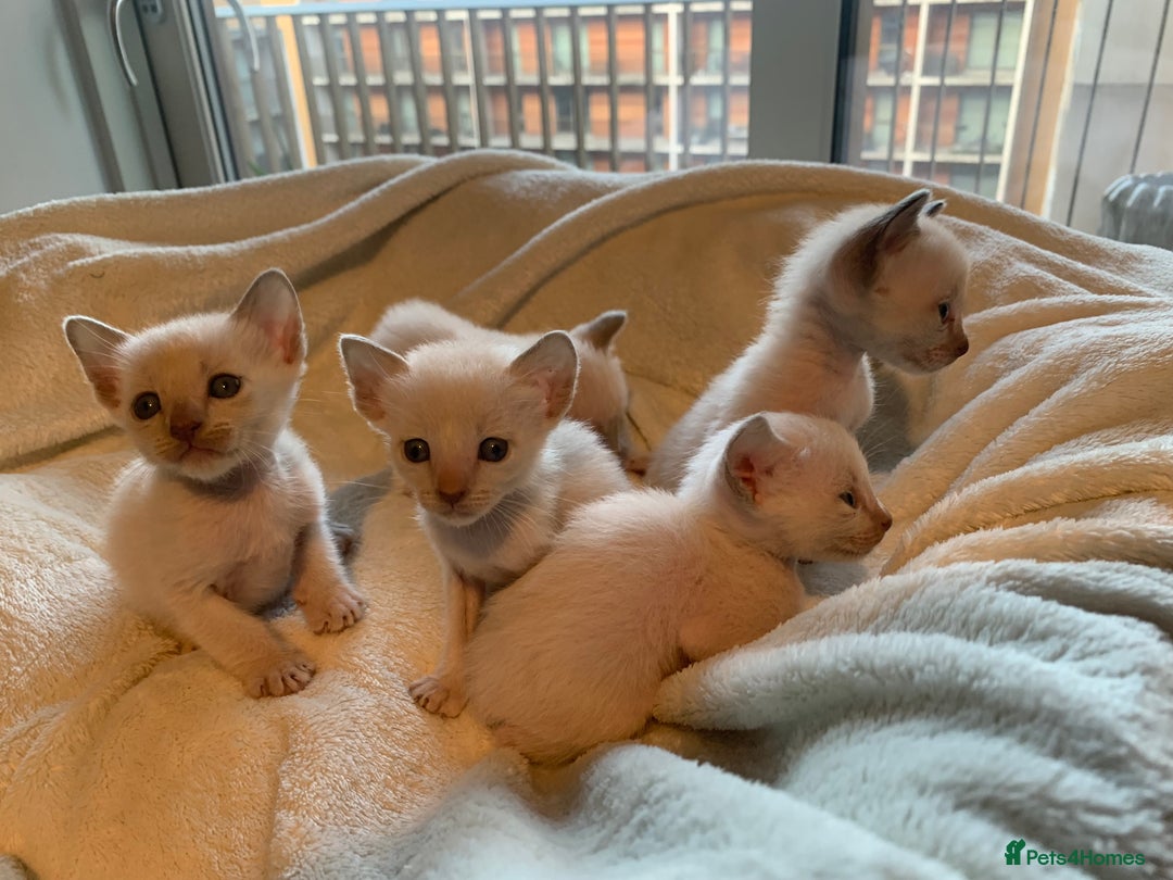 Tonkinese cats for sale: 5 Tonkinese kittens - Advert 3