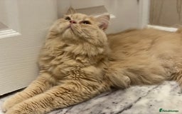Mixed Breed cats for sale: Stunning Persian x Siamese kittens - Image 13