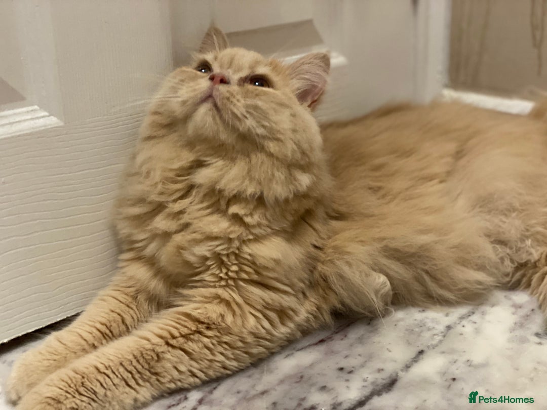 Mixed Breed cats for sale: Stunning Persian x Siamese kittens - Image 13