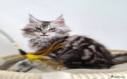 Maine Coon cats for sale: PEDIGREE MAINE COON KITTENS 5 BOYS - Image 22