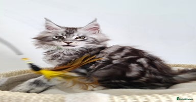 Maine Coon cats - Advert 1