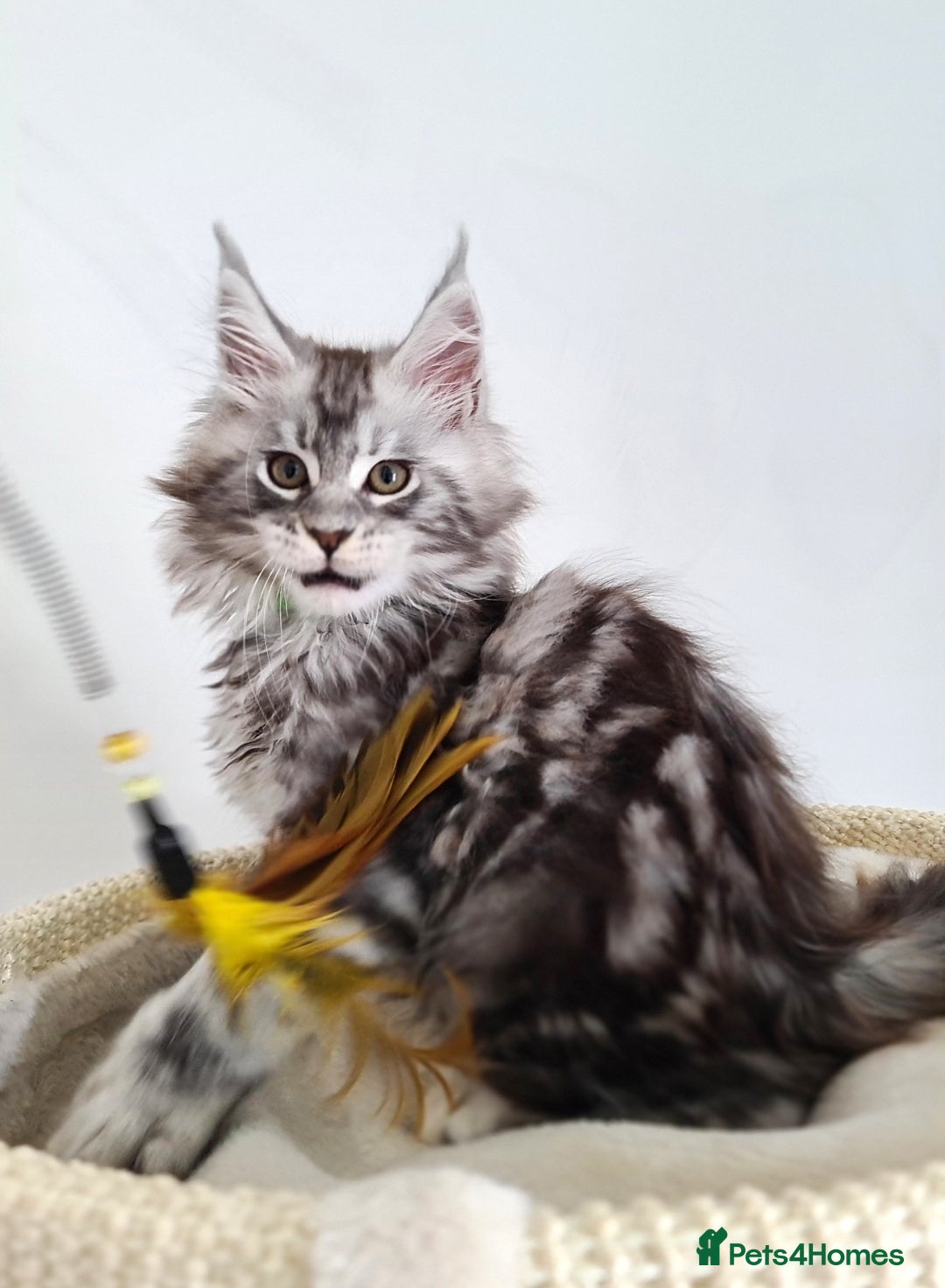 Maine Coon cats for sale: PEDIGREE MAINE COON KITTENS 5 BOYS - Image 22