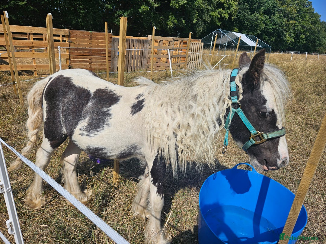 Irish Cob horses for sale: Gorgeous yearling miniture cob - Image 1