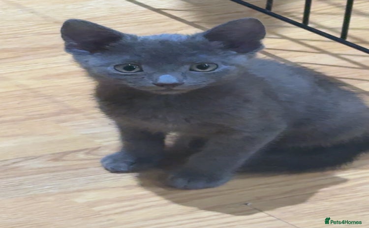 Mixed Breed cats 1left reduced to forever home  - Advert 8