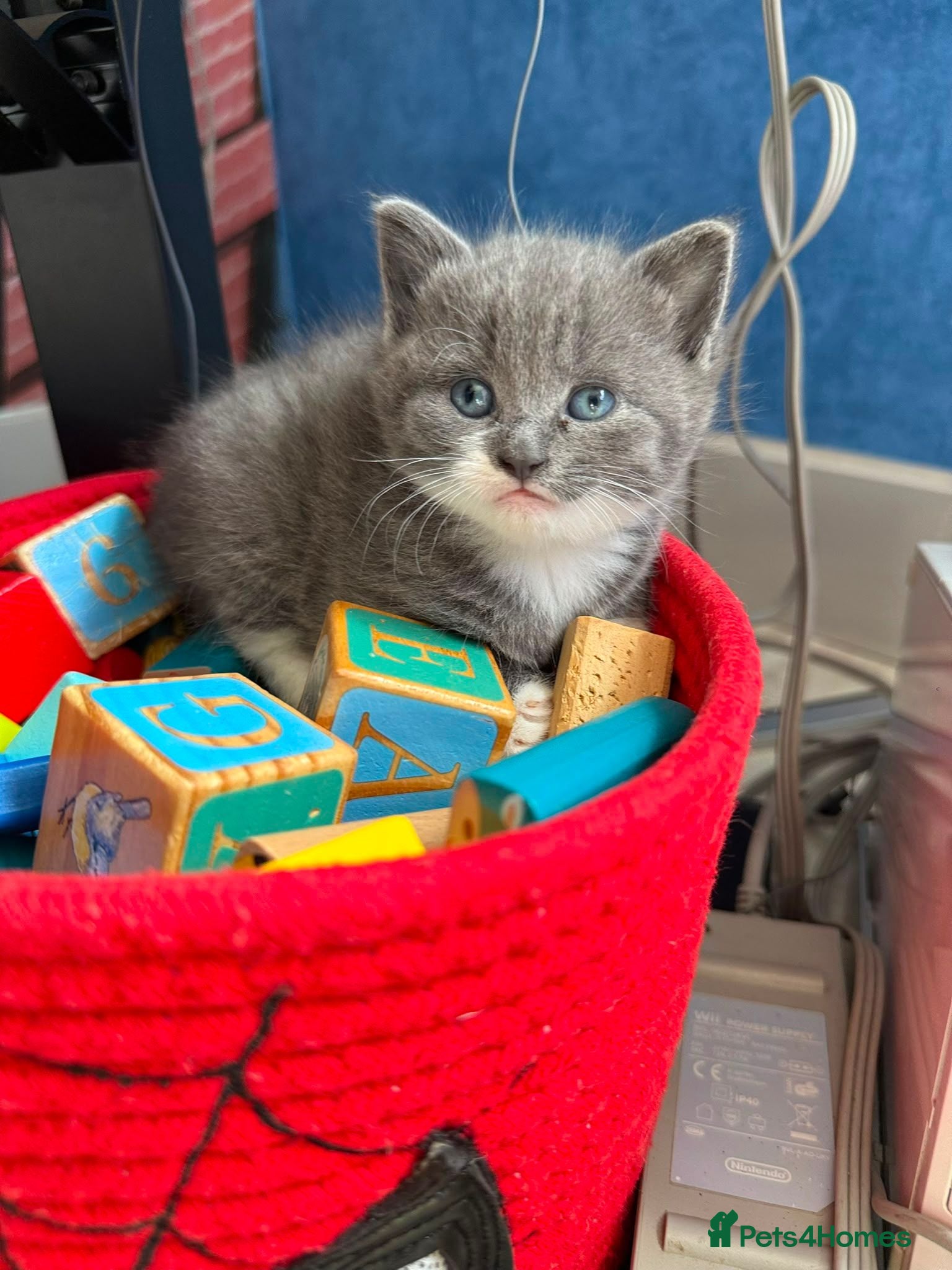 Mixed Breed cats 4 gorgeous kittens left  - Advert 1