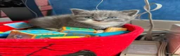 Mixed Breed cats for sale: 4 gorgeous kittens left  in Wisbech - Advert 1