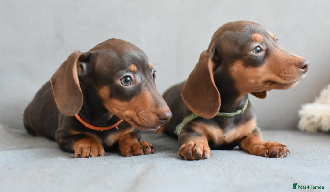 Miniature Dachshund dogs for sale: Miniature Dachshund Boys **READY NOW** - Image 6